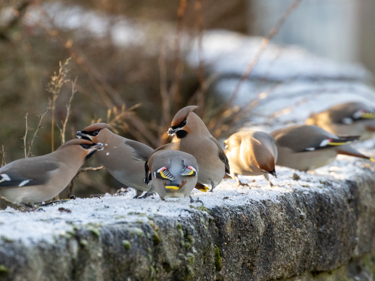 Waxwing lyrical (in a roundabout way)